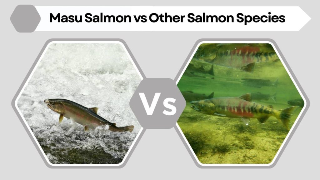 Masu Salmon vs Other Salmon Species