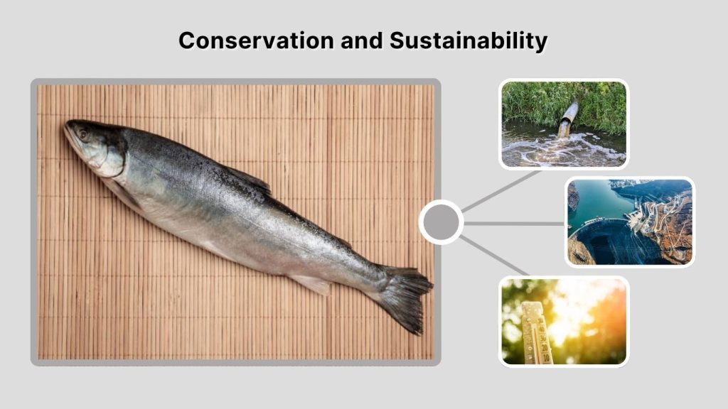 Conservation and Sustainability