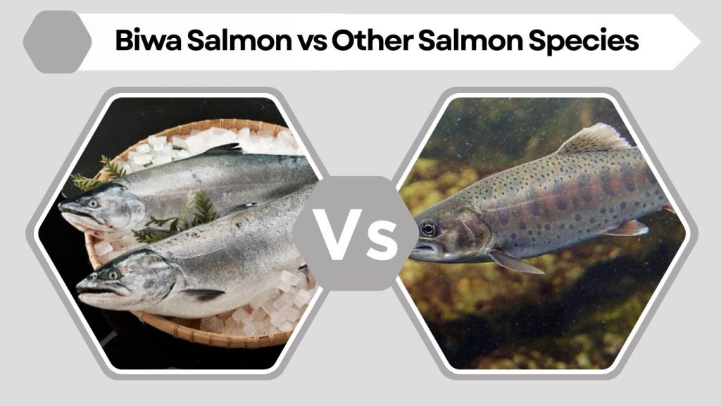 Biwa Salmon vs Other Salmon Species