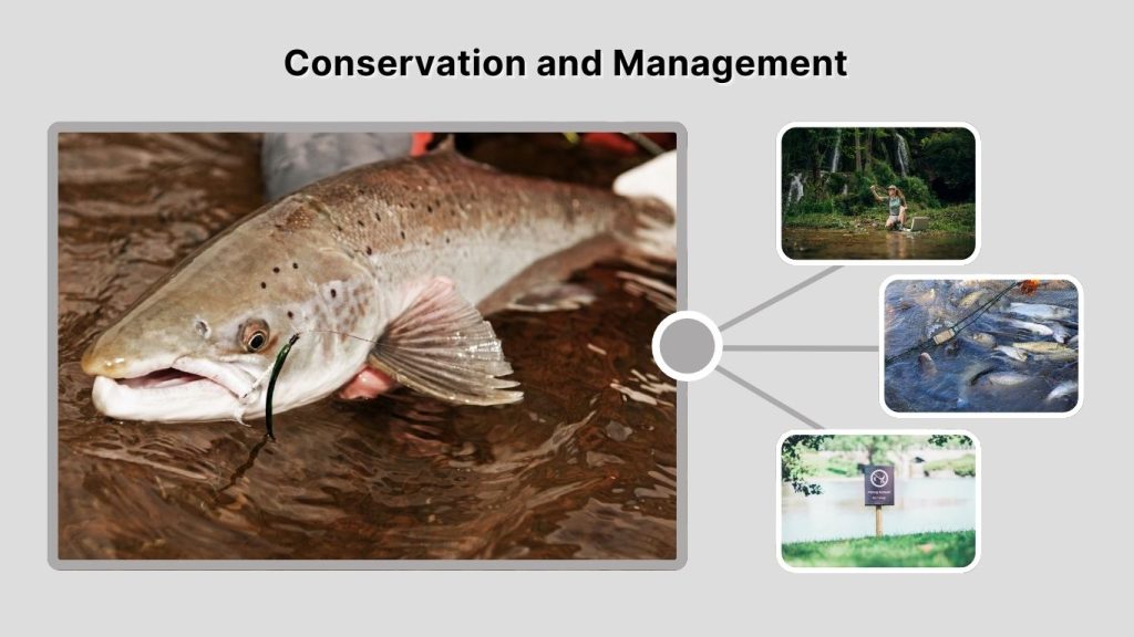 Conservation and Management