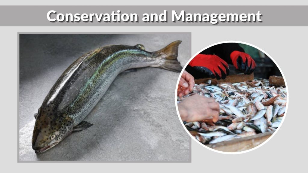 Conservation and Management