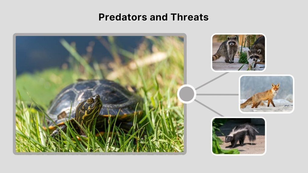 Predators and Threats