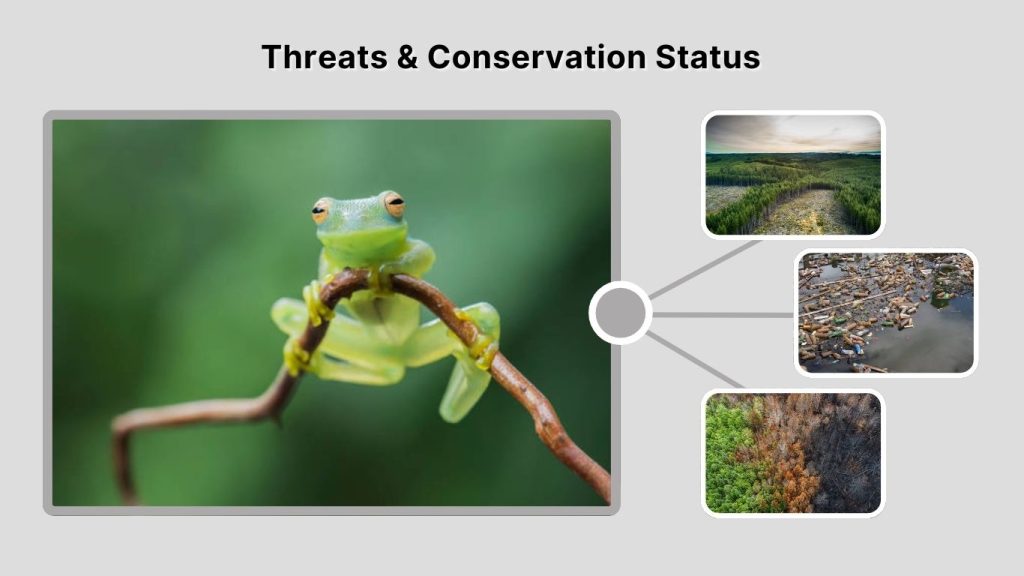 Threats & Conservation Status