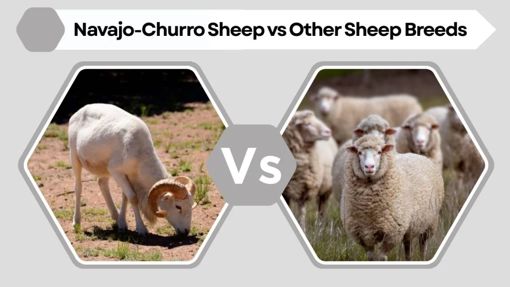 Navajo-Churro Sheep vs Other Sheep Breeds