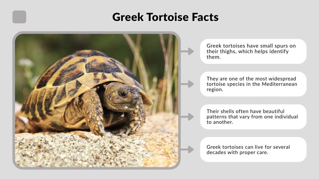 Greek Tortoise Facts
