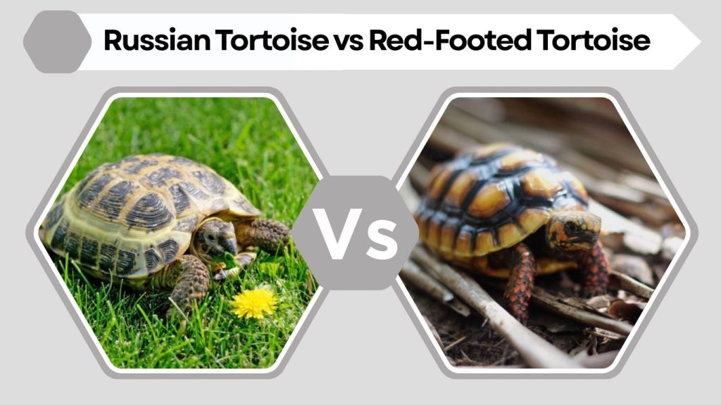 Russian Tortoise vs Red-Footed Tortoise