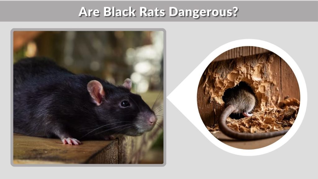 Are Black Rats Dangerous?