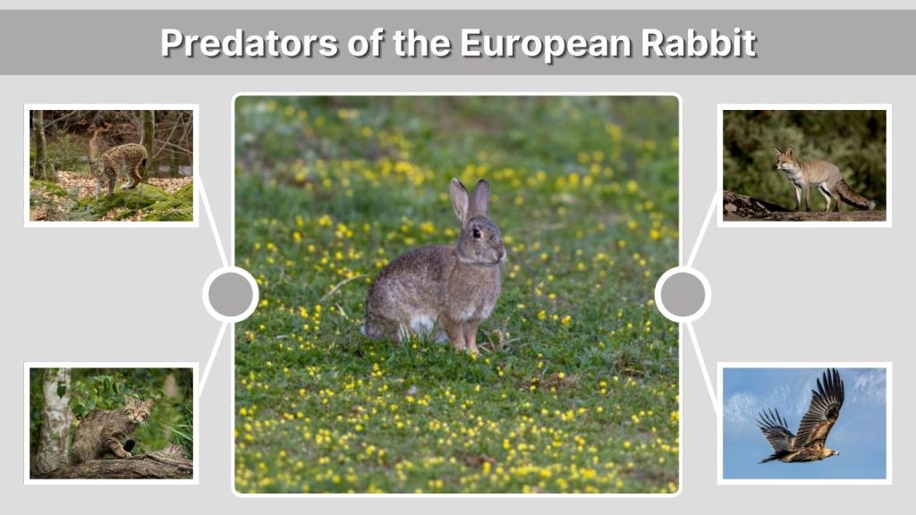 Predators of the European Rabbit