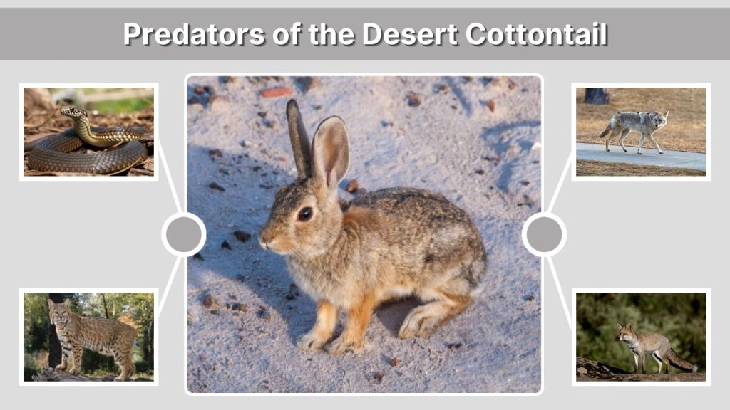 Predators of the Desert Cottontail