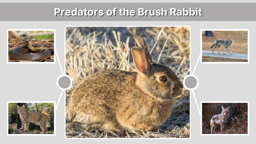 Predators of the Brush Rabbit