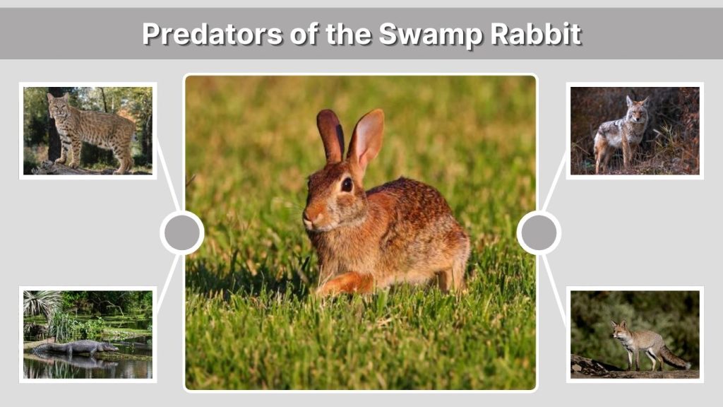 Predators of the Swamp Rabbit