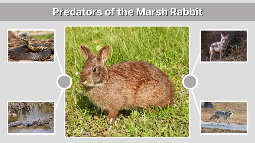Predators of the Marsh Rabbit