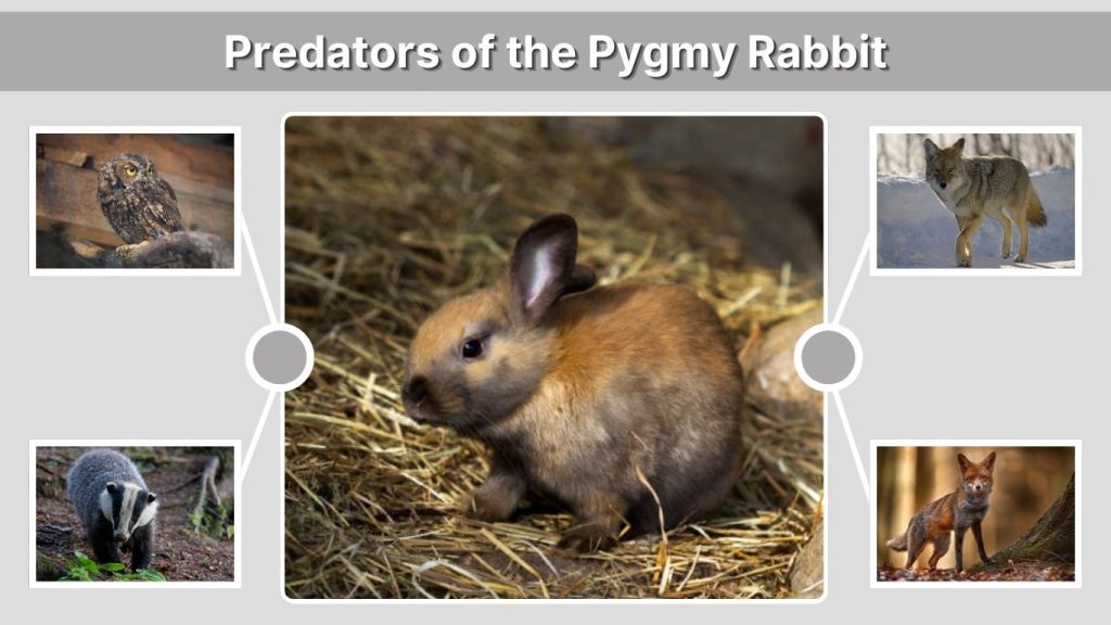 Predators of the Pygmy Rabbit