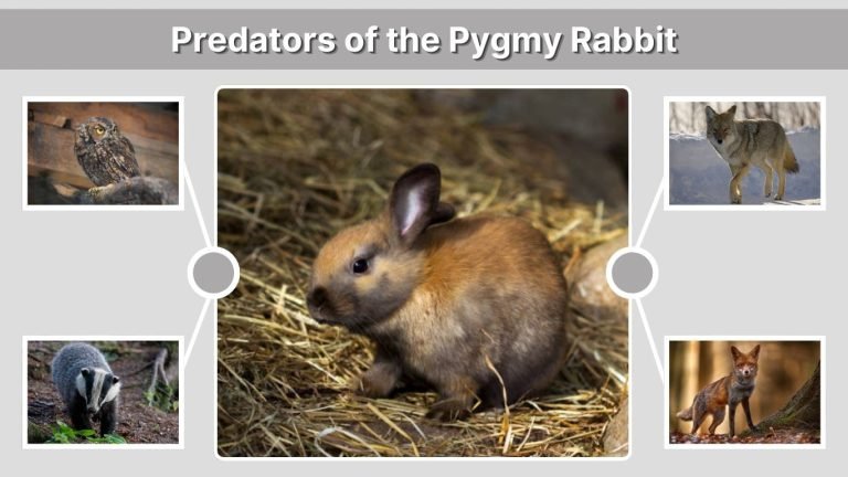 Pygmy Rabbit Communtity Pygmy Rabbit: Identification, Habitat, Diet, and Life Cycle