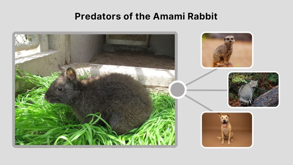 Predators of the Amami Rabbit