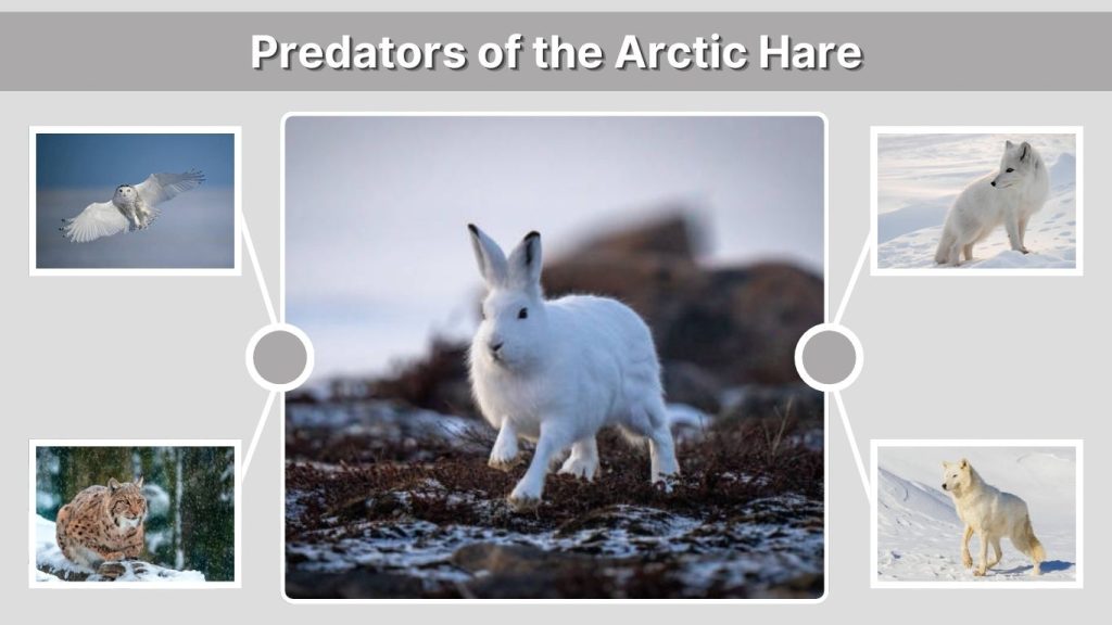 Predators of the Arctic Hare