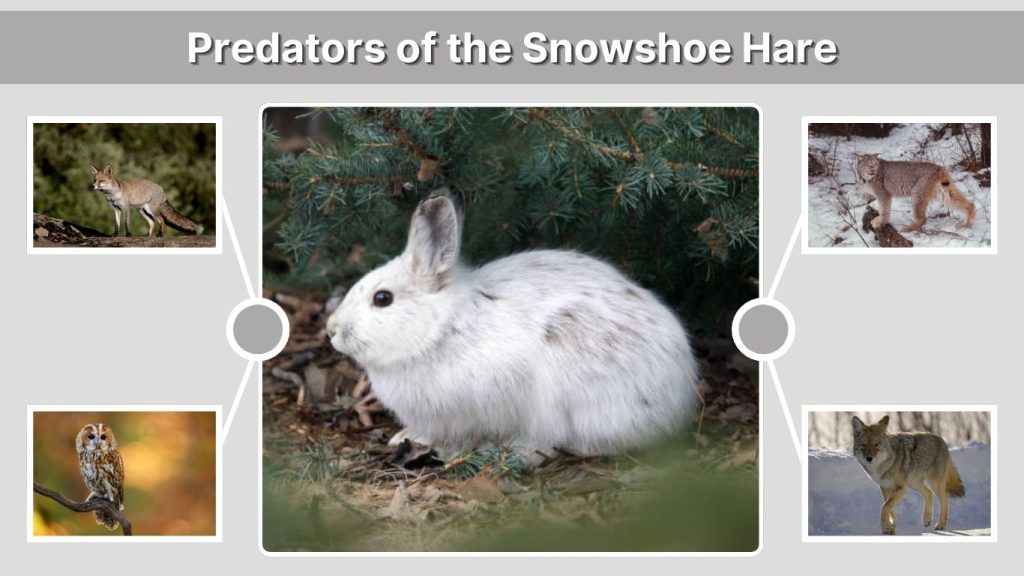 Predators of the Snowshoe Hare