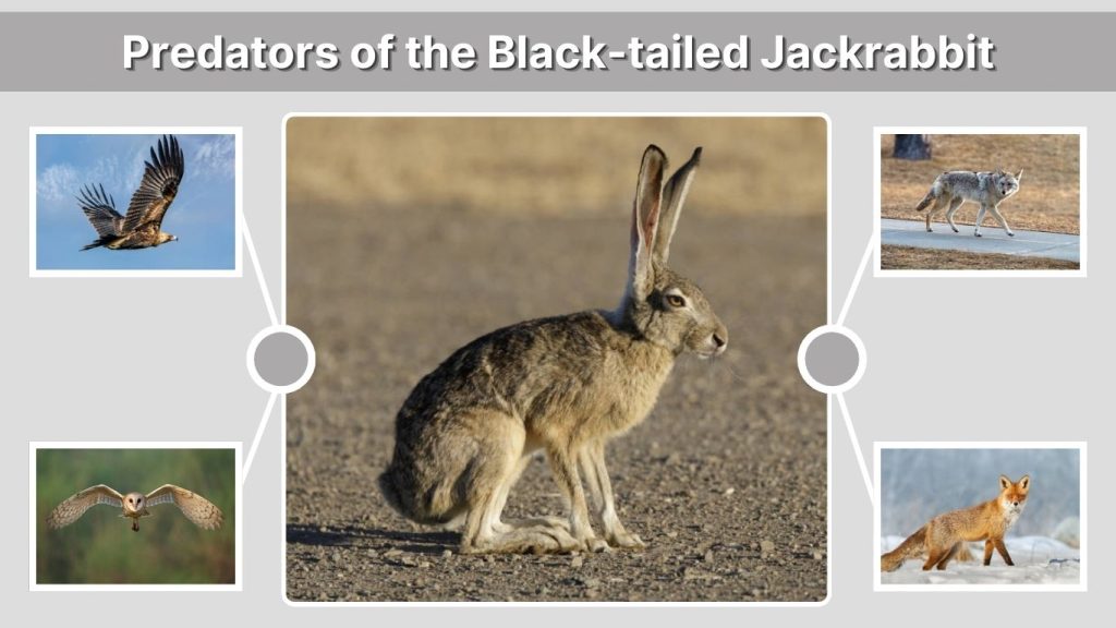 Predators of the Black-tailed Jackrabbit