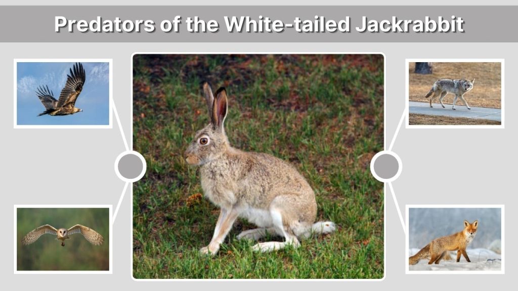 Predators of the White-tailed Jackrabbit