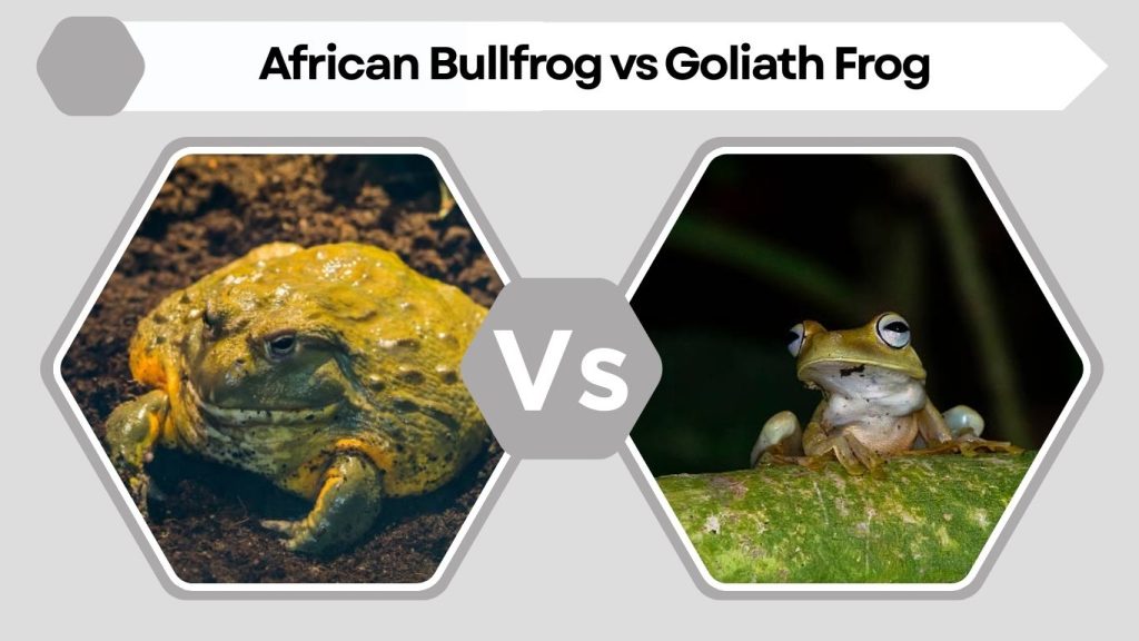 African Bullfrog vs Goliath Frog
