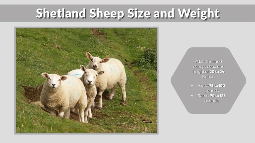 Shetland Sheep Size and Weight