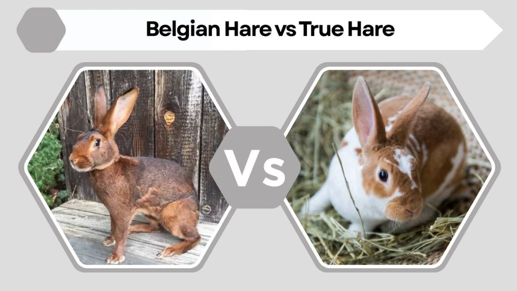 Belgian Hare vs True Hare
