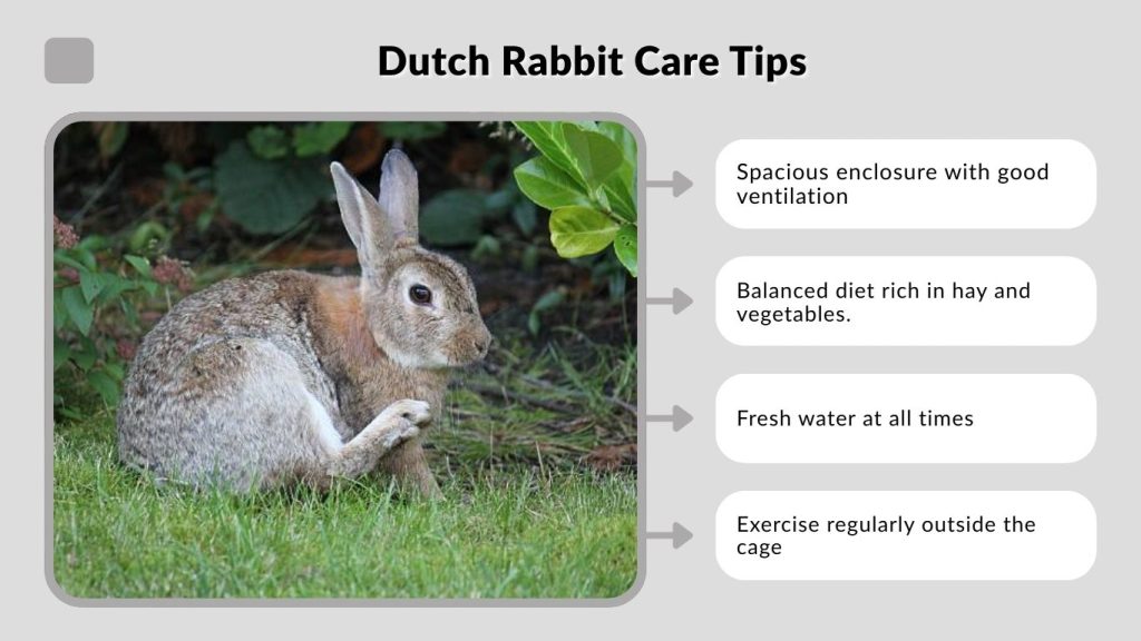 Dutch Rabbit Care Tips