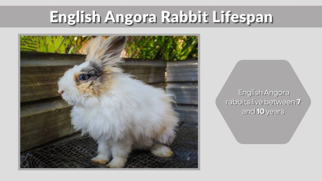 English Angora Rabbit Lifespan