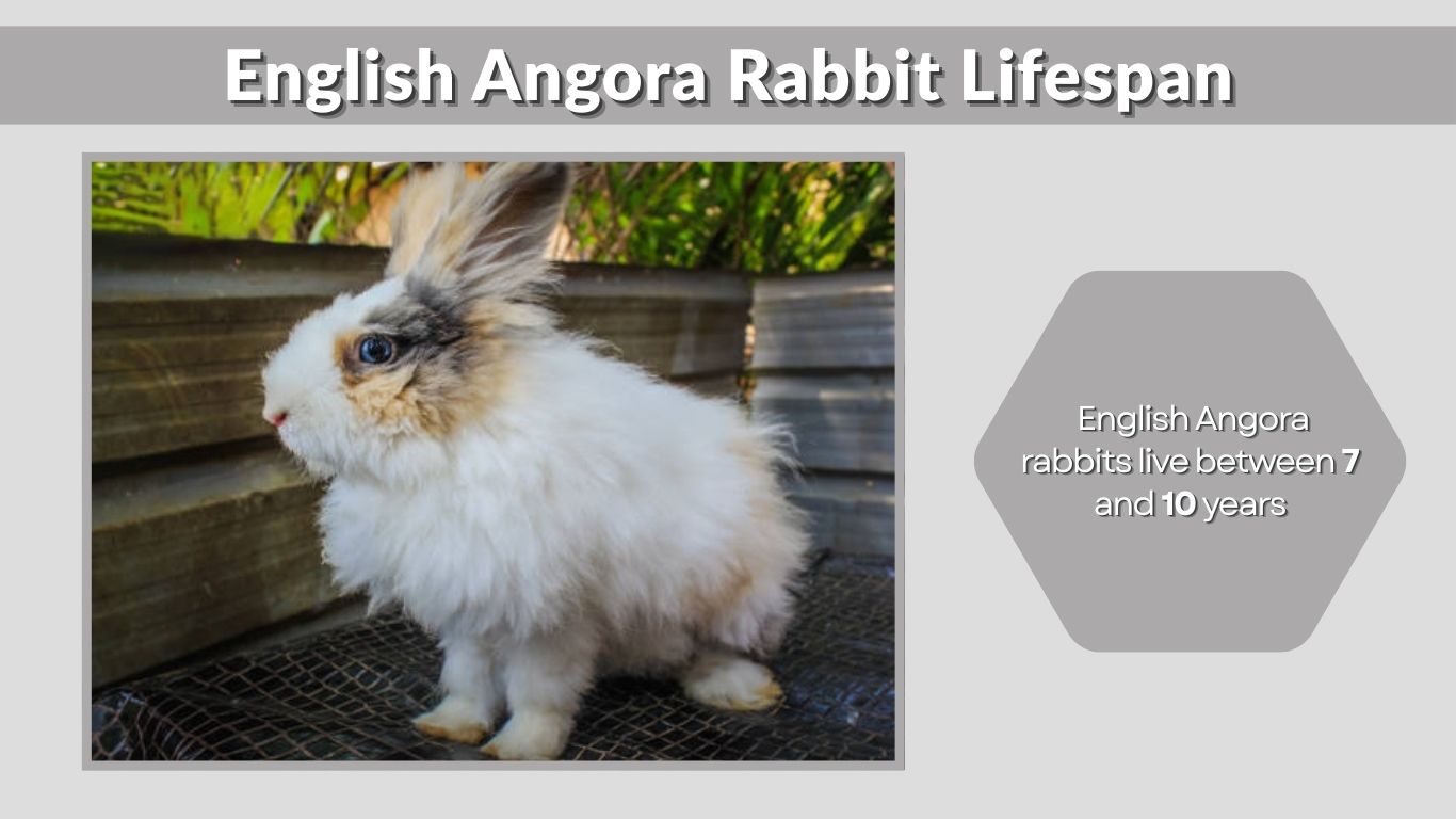 English Angora Rabbit: Characteristics, Wool, Diet, Lifespan, and Care