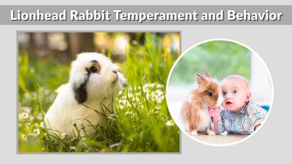 Lionhead Rabbit Temperament and Behavior
