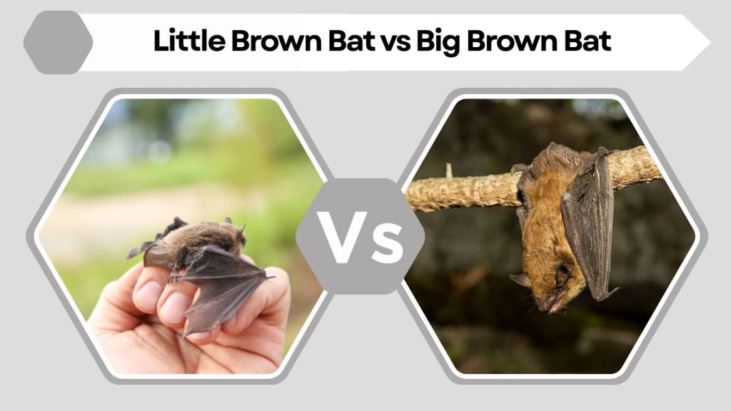 Little Brown Bat vs Big Brown Bat