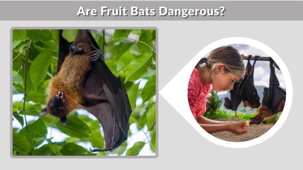 Are Fruit Bats Dangerous?