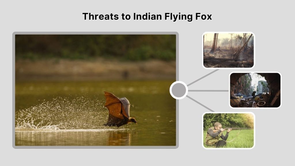 Threats to Indian Flying Fox