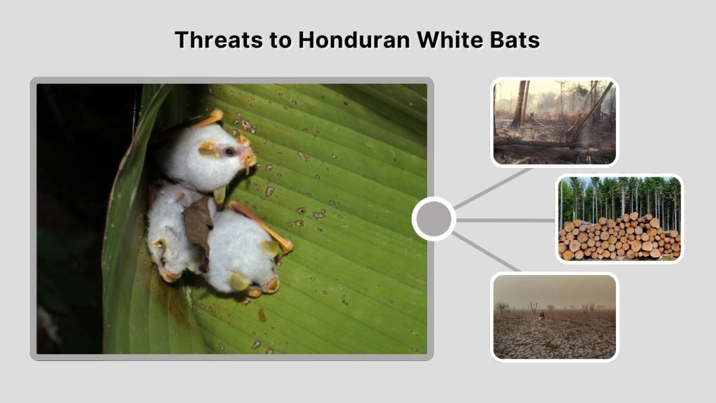 Threats to Honduran White Bats