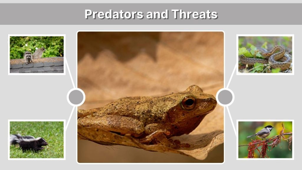 Predators and Threats
