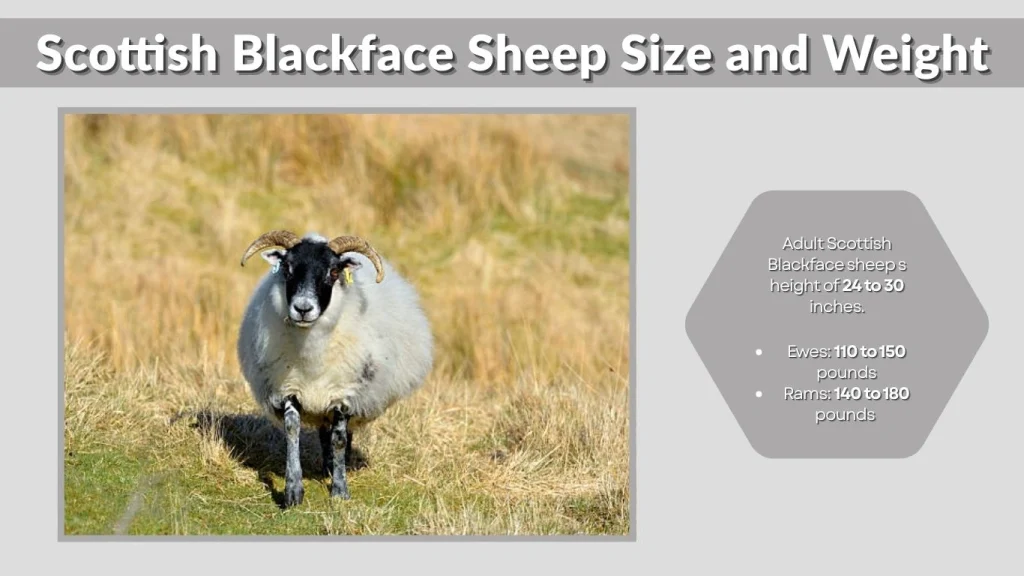 Scottish Blackface Sheep Size and Weight