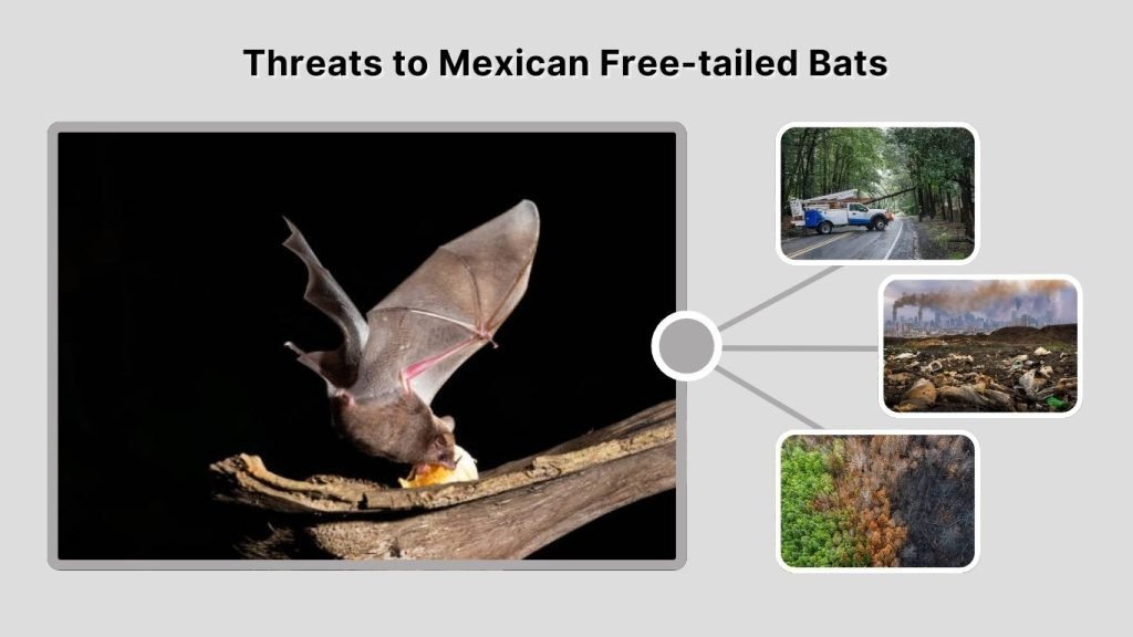 Threats to Mexican Free-tailed Bats