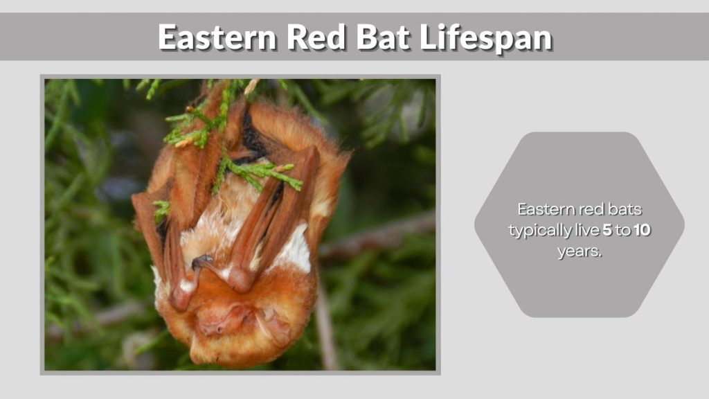 Eastern Red Bat Lifespan