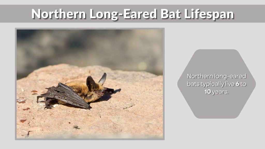 Northern Long-Eared Bat Lifespan