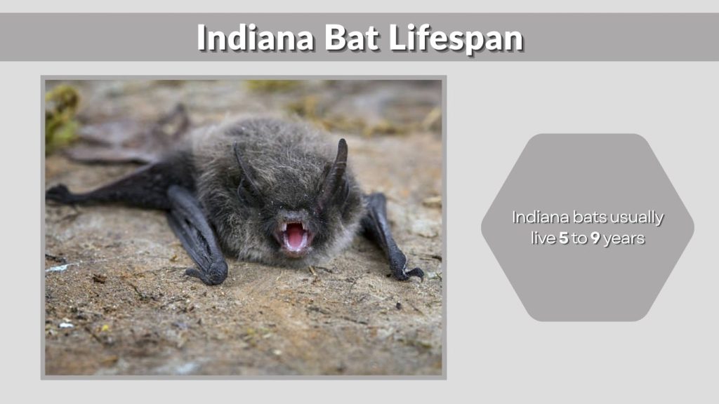 Indiana Bat Lifespan