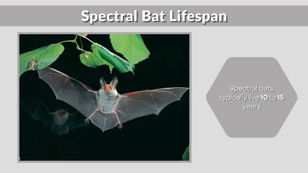 Spectral Bat Lifespan