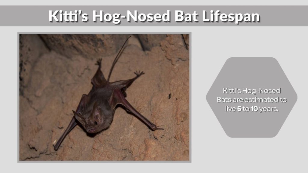 Kitti’s Hog-Nosed Bat Lifespan