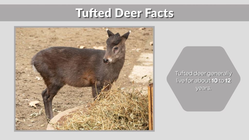Tufted Deer Facts