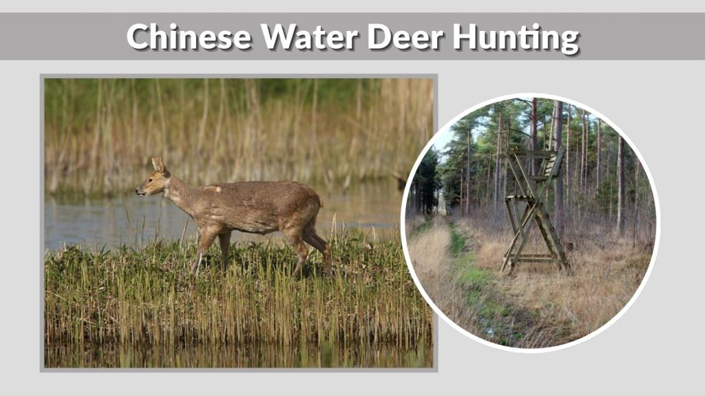 Chinese Water Deer Hunting
