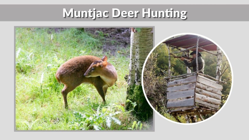 Muntjac Deer Hunting