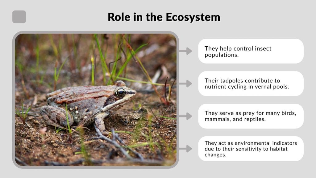Role in the Ecosystem