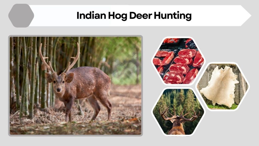 Indian Hog Deer Hunting