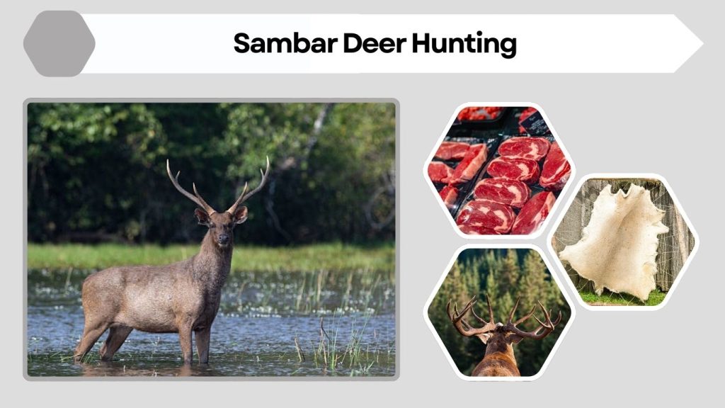 Sambar Deer Hunting