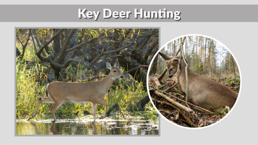 Key Deer Hunting