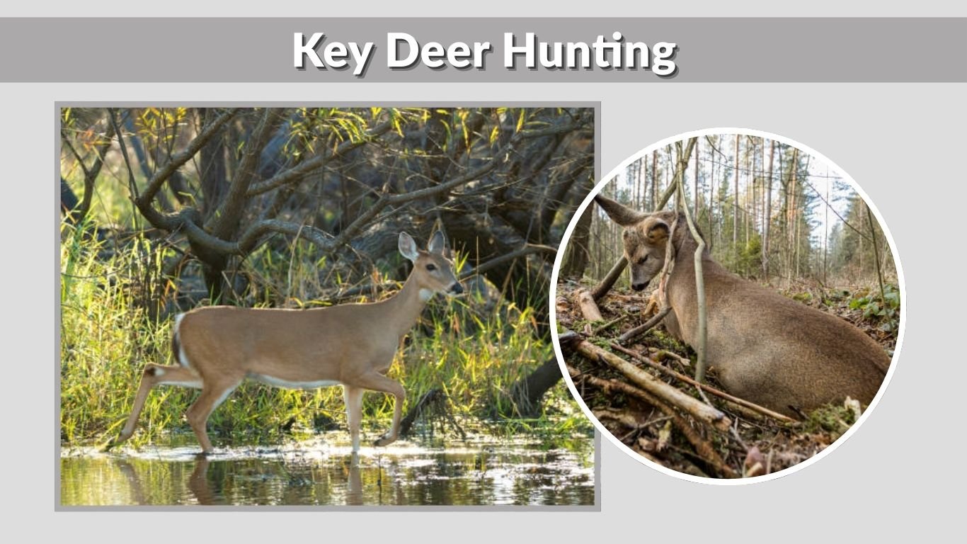 Key Edger Key Deer: Diet, Habitat, Facts, Lifespan & Identification Guide